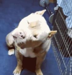 狗狗偷吃37包鸡爪,狗狗偷吃被发现瑟瑟发抖