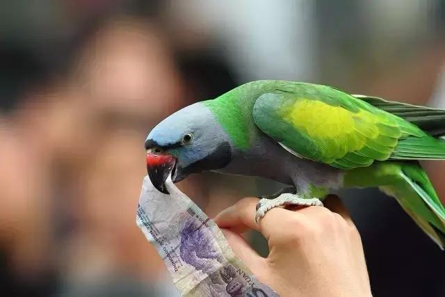 太原投资2000万风情文化节！引来50万只萤火虫！20万只蝴