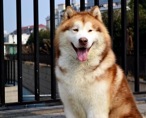 阿拉斯加雪橇犬和哈士奇的区别,阿拉斯加雪橇犬和哈士奇区别