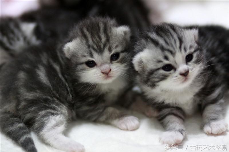 家有小孩猫要打什么疫苗,家有宝宝有猫毛怎么处理