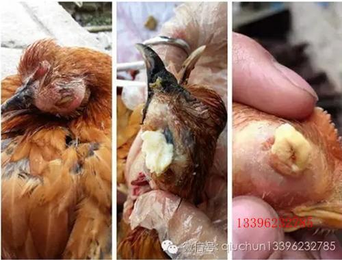 怎样防治鸡痘最有效,鸡痘怎么治疗用什么药