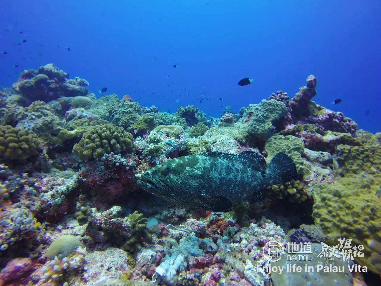 帕劳怎么玩,帕劳要准备什么