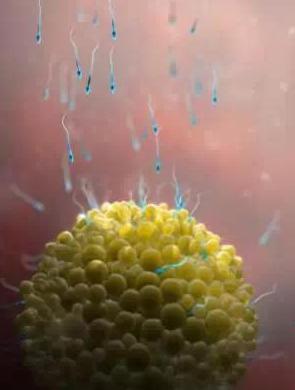 宝宝从1周到40周出生发育过程,怀孕第一周至40周胎儿发育情况