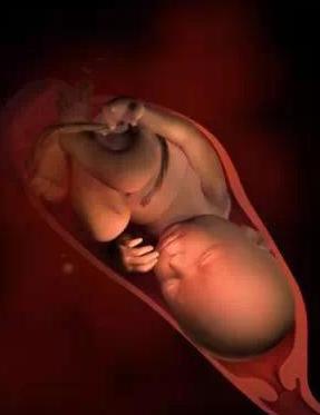 宝宝从1周到40周出生发育过程,怀孕第一周至40周胎儿发育情况