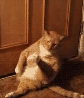 狗狗偷吃鸡爪被训罚站,狗狗偷吃鸡爪