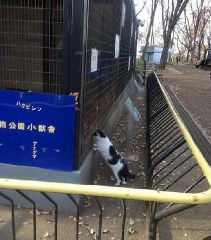 小猫咪做噩梦会出声吗,小猫咪不听话猫妈妈训它的声音