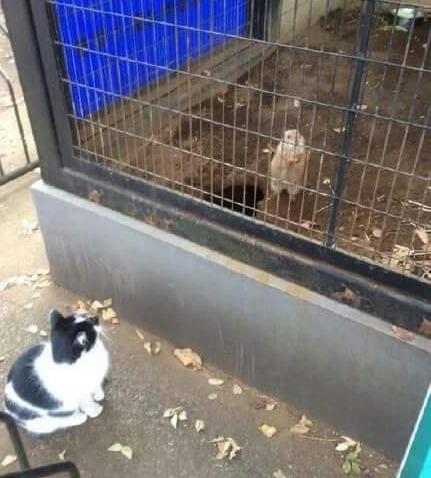 小猫咪做噩梦会出声吗,小猫咪不听话猫妈妈训它的声音