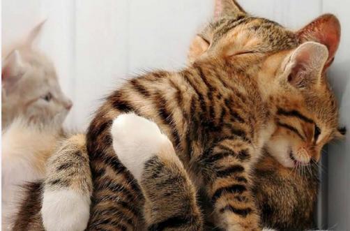 小猫咪做噩梦会出声吗,小猫咪不听话猫妈妈训它的声音