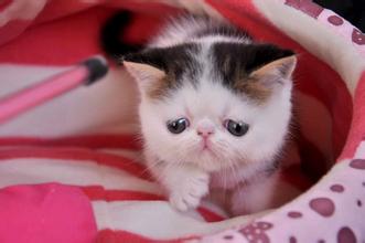 新生儿轻微兔唇是怎么造成的,怎么预防兔唇等缺陷