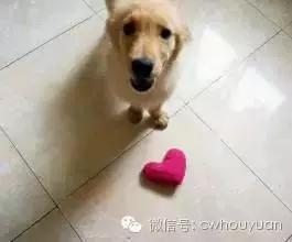 天气热了狗狗不爱吃饭,狗狗不爱吃饭用什么药