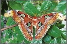 太原惊现史上最虐心的蝶萤文化节！爱我就带我去与蝶共舞、与萤作