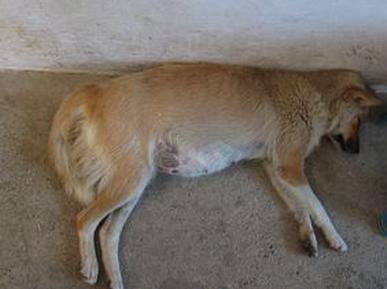 狗狗软便肚子咕噜咕噜响怎么回事,狗狗肚子硬硬的一碰就疼发抖