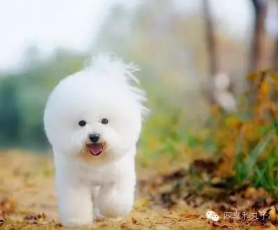 比熊选狗技巧,比熊怎么选才纯中