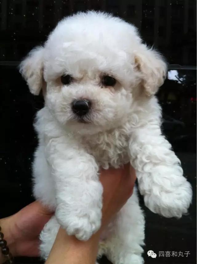 比熊选狗技巧,比熊怎么选才纯中