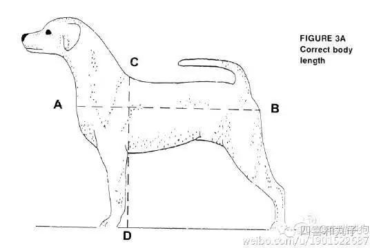 比熊选狗技巧,比熊怎么选才纯中