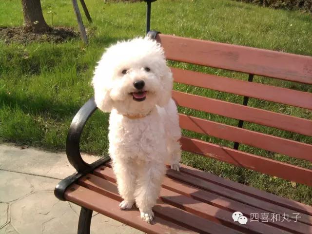 比熊选狗技巧,比熊怎么选才纯中