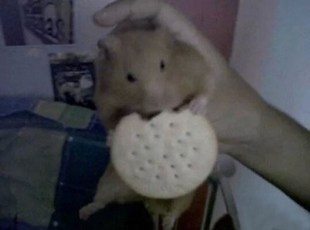 家里的仓鼠跑走了,家里的仓鼠跑出来了会躲在哪里