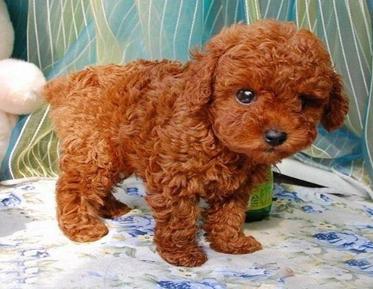 刚抱来的狗狗一直叫怎么办,刚抱回来的幼犬一直叫