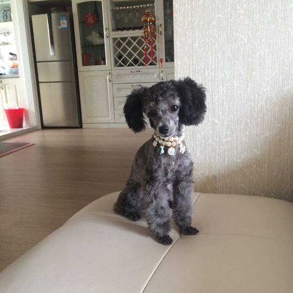 长腿泰迪和短腿泰迪的区别,短腿泰迪和长腿泰迪的区别