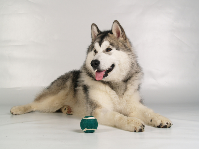 阿拉斯加雪橇犬和哈士奇的区别,阿拉斯加雪橇犬和哈士奇区别