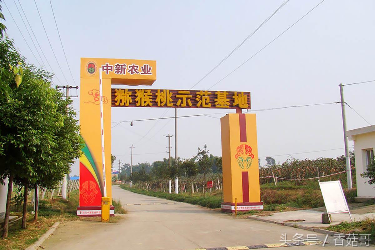 猕猴桃一般是从哪里进来的,你知道猕猴桃是哪来的吗