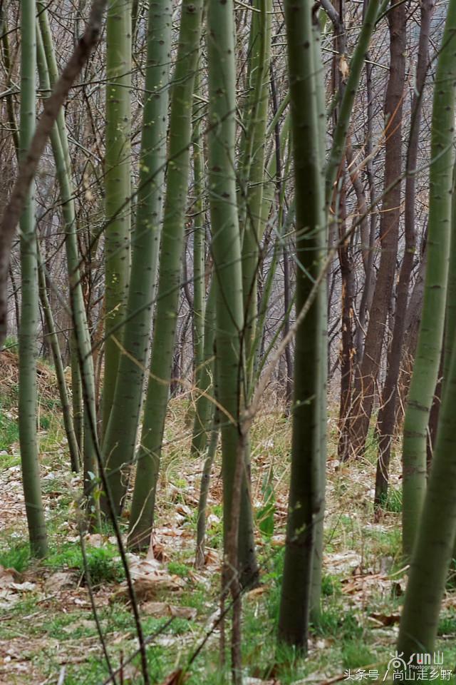 梧桐树真的能招来凤凰吗,梧桐树真的能引来凤凰吗