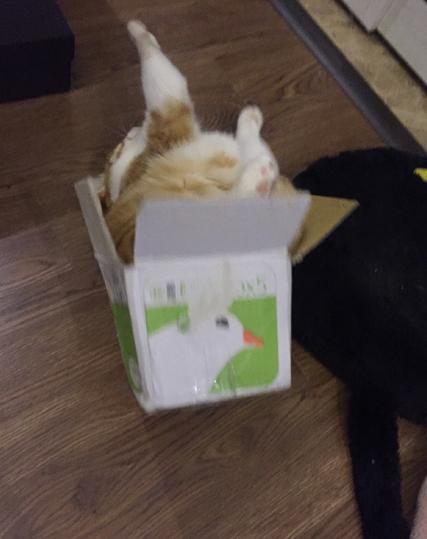 狗狗偷吃37包鸡爪,狗狗偷吃被发现瑟瑟发抖