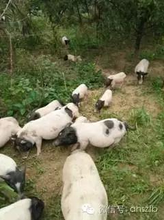 宿州市创新创业典型和系列品牌|王唱和她的生态农庄