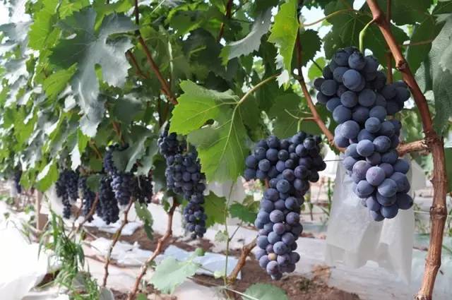 推荐几款好吃又好种的葡萄品种,葡萄里面哪个品种最甜最好吃