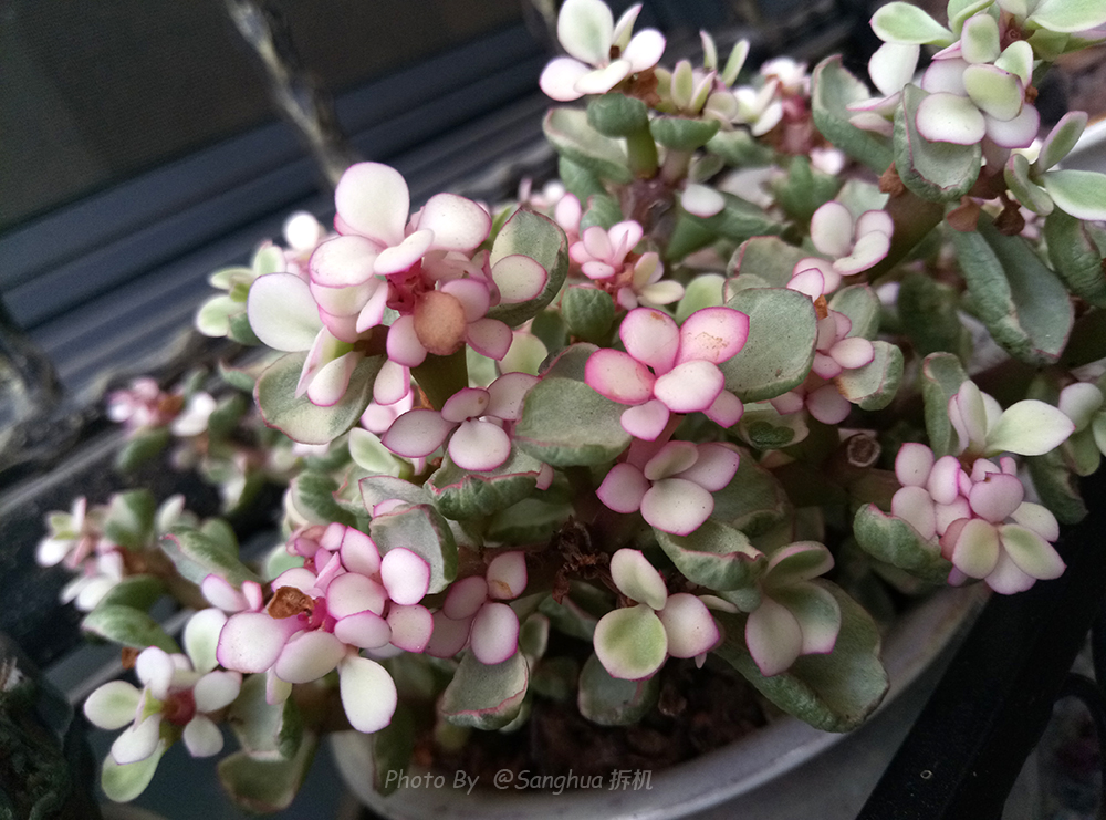 做工不减当年699元的魅蓝3S拆机