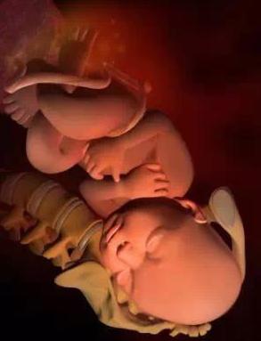 宝宝从1周到40周出生发育过程,怀孕第一周至40周胎儿发育情况