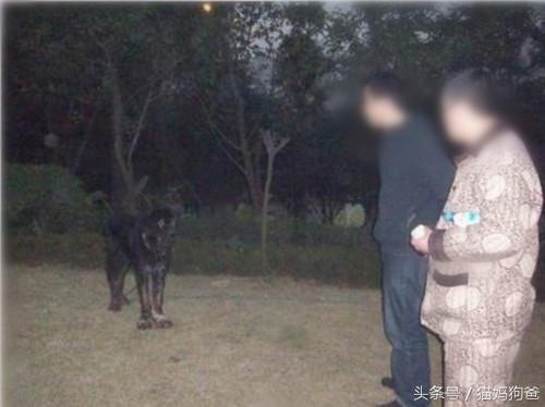 苦等主人的藏獒视频,苦等主人藏獒完整版