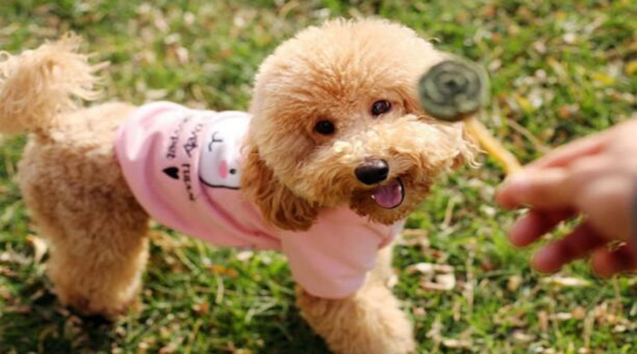 泰迪犬的7大缺点饲养前请三思,泰迪犬的5大缺点