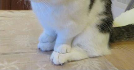 狗狗偷吃鸡爪被训罚站,狗狗偷吃鸡爪