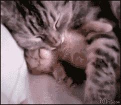 小猫咪做噩梦会出声吗,小猫咪不听话猫妈妈训它的声音