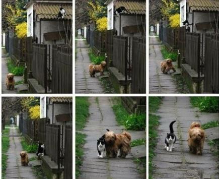 小猫咪做噩梦会出声吗,小猫咪不听话猫妈妈训它的声音