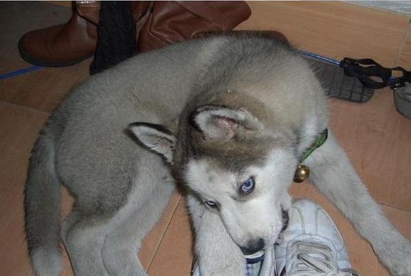 狗狗喜欢叼鞋子怎么办,狗狗老叼别人鞋子怎么办