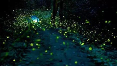 太原惊现史上最虐心的蝶萤文化节！爱我就带我去与蝶共舞、与萤作