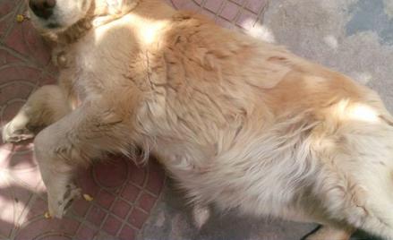 狗狗软便肚子咕噜咕噜响怎么回事,狗狗肚子硬硬的一碰就疼发抖