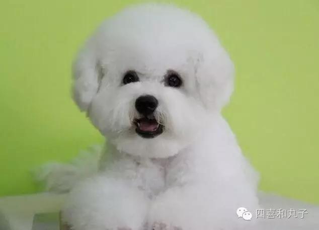 比熊选狗技巧,比熊怎么选才纯中