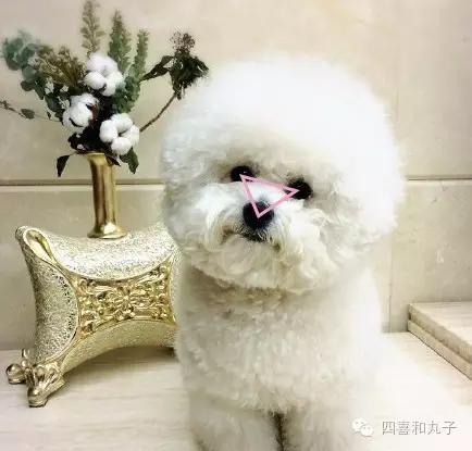 比熊选狗技巧,比熊怎么选才纯中