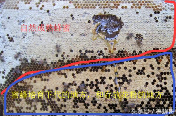 蜂蜜换瓶产生泡沫能消失吗,为什么我买的蜂蜜是凝固的