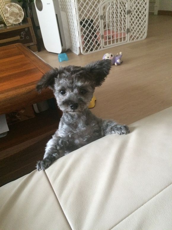 长腿泰迪和短腿泰迪的区别,短腿泰迪和长腿泰迪的区别