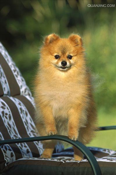 优秀的伴侣,博美犬的特点和习性