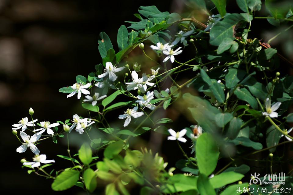 开满山野的它有“藤本花卉皇后”之称，可治虫蛇咬伤！