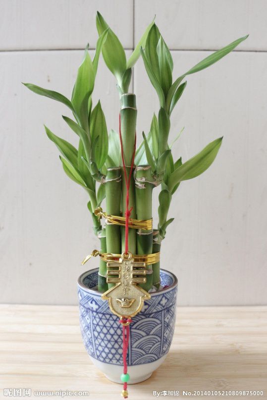 属狗怎样增加偏财运,7个小技巧教你如何招财