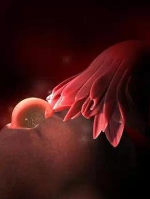 宝宝从1周到40周出生发育过程,怀孕第一周至40周胎儿发育情况