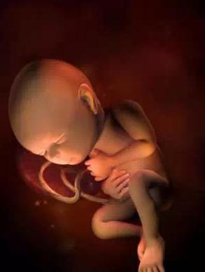 宝宝从1周到40周出生发育过程,怀孕第一周至40周胎儿发育情况