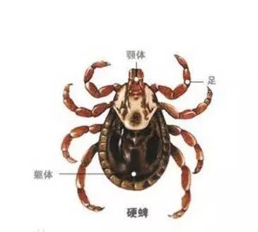 霍山被蜱虫咬了21天发烧了怎么办,警惕这种虫有人被咬后差点没命