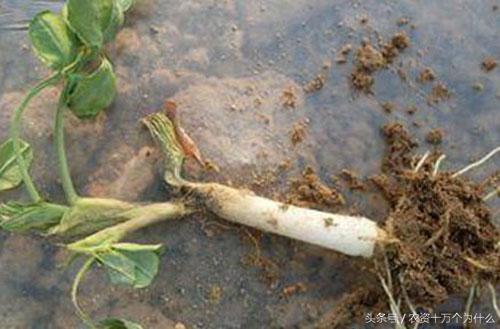 专治花生根腐病烂根死苗,花生死苗烂根怎样防治